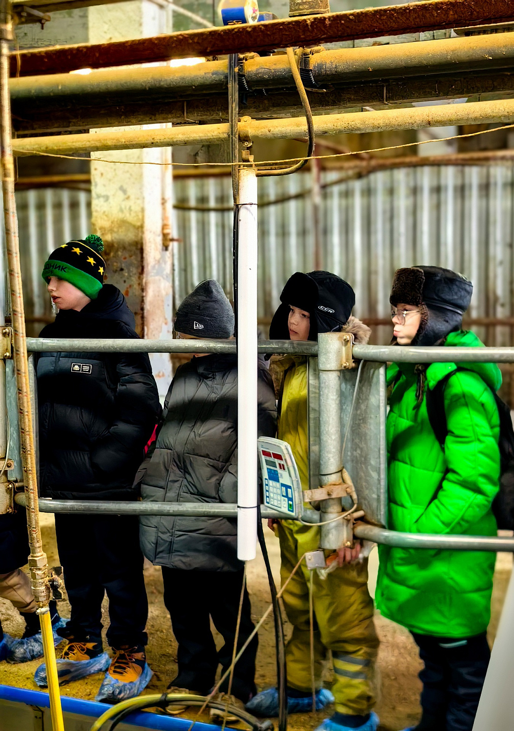 Водник в гостях у наших коровок