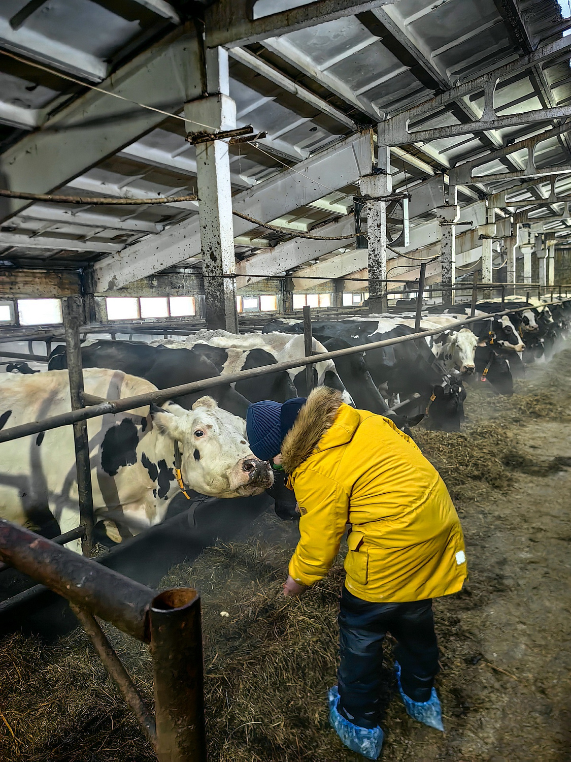 Водник в гостях у наших коровок