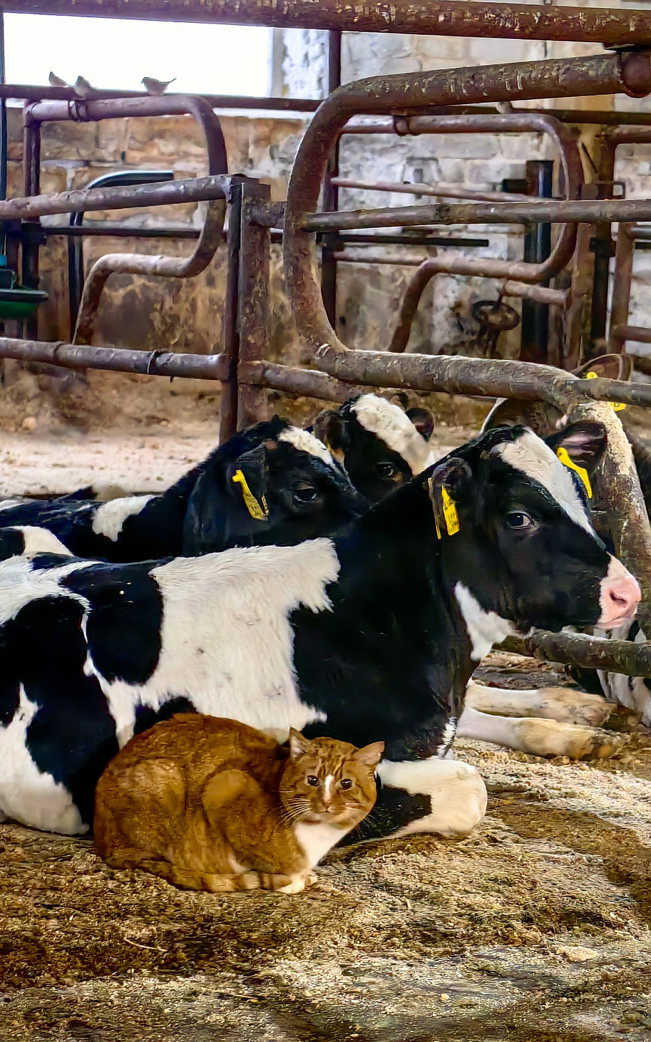 Водник в гостях у наших коровок
